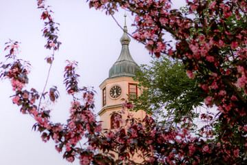 Historic clock tower in Belgrade, Serbia, framed by blooming pink cherry blossoms in spring. Romantic architecture and seasonal nature