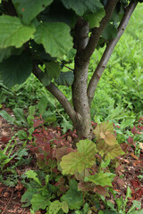 Hazel tree suckers growing at the base of an established tree in the orchard on summer. Corylus avellana cutlivation