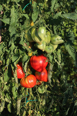 Beefsteak red ripe tomatoes on plant  in the vegetable garden on summer on a sunny day