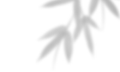 Natural leaf shadow effects isolated on transparent background. Blurred tree branch shadow. Plant...