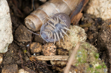 Common Pill Woodlouse; Armadillidium vulgare Woodpig, Armadillo vulgare, Oniscus, Porto Conte, SS, Sardinia, Italy
