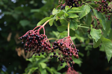 Black elderberry fruits on branches in a sunny day. Sambucus tree on summer