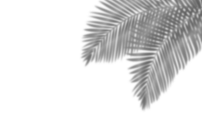 Realistic shadow overlay effect. Natural palm leaf shadows isolated on transparent background. Tropical coconut branch shade, foliage silhouette decoration. Design element for summer spring projects