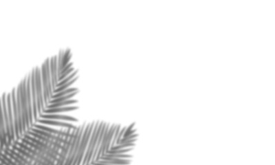 Realistic shadow overlay effect. Natural palm leaf shadows isolated on transparent background. Tropical coconut branch shade, foliage silhouette decoration. Design element for summer spring projects