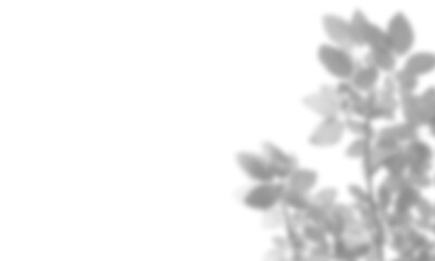 Natural leaf shadow effects isolated on transparent background. Blurred tree branch shadow. Plant...