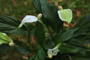 Spathiphyllum  plant in bloom with many white flowers in a flower pot in a terrace on summer 