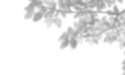 Natural leaf shadow effects isolated on transparent background. Blurred tree branch shadow. Plant...