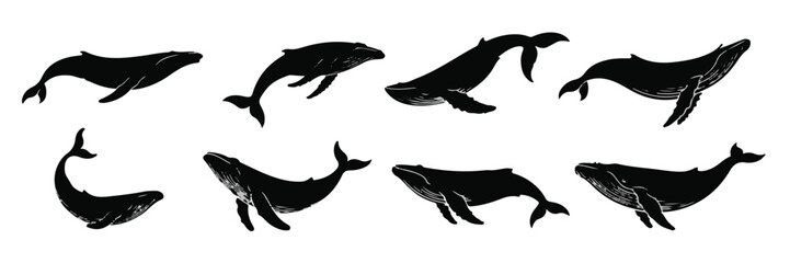 Obraz premium Black whale silhouettes in various poses humpback white set, bundle, vector, isolated on white background, cutout, png, clipping path, transparent, image, download, 2025,2026
