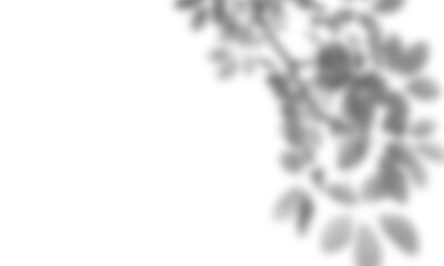 Natural leaf shadow effects isolated on transparent background. Blurred tree branch shadow. Plant...