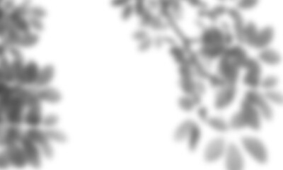 Natural leaf shadow effects isolated on transparent background. Blurred tree branch shadow. Plant...