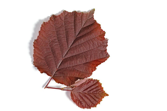 Blatt von der Lambertshasel vor wei&szlig;em Hintergrund