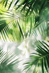 Palm leaves leaf shadow overlay effect