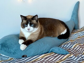 Siamese cat resting on a plush shark toy. Cozy indoor scene, relaxed pet, cute animal moment, soft textures, home comfort, feline behavior, adorable cat, playful setting.