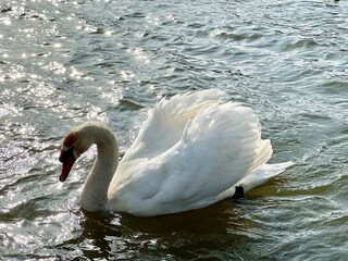 White swan swimming on sparkling river water. Peaceful wildlife scene, elegant bird, calm water surface, nature photography, serene atmosphere, aquatic environment, graceful movement. 