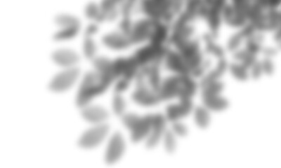 Natural leaf shadow effects isolated on transparent background. Blurred tree branch shadow. Plant...