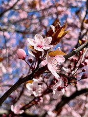 Vertical photo of pink cherry blossoms in full bloom against clear blue sky. Delicate petals, reddish leaves, spring nature, sakura tree, seasonal bloom, floral beauty, fresh colors, peaceful scene. 