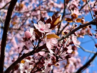 Pink cherry blossoms in full bloom against clear blue sky. Delicate petals, reddish leaves, spring nature, sakura tree, seasonal bloom, floral beauty, fresh colors, peaceful outdoor scene. 