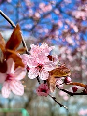 Vertical photo of cherry blossom branch in full bloom with soft pink petals and delicate buds. Spring nature, sakura tree, floral macro, seasonal bloom, fresh colors, natural beauty, peaceful scene. 