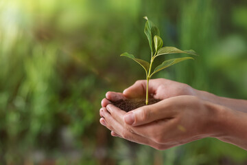 Planting tree. Man holding soil with young seedling outdoors, closeup. Space for text