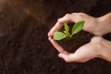 Planting tree. Man holding soil with young seedling outdoors, top view. Space for text