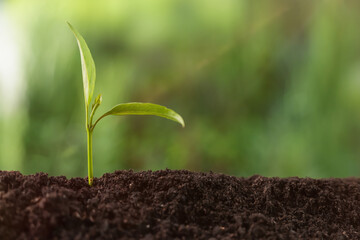 Planting tree. Seedling growing in fresh soil outdoors, closeup. Space for text