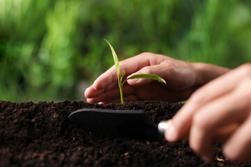 Man planting young tree in soil outdoors, closeup