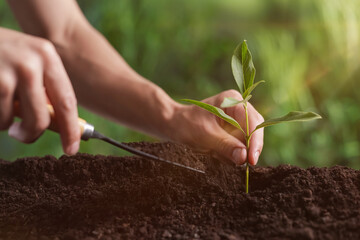 Man planting young tree in soil outdoors, closeup
