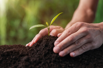 Man planting young tree in soil outdoors, closeup
