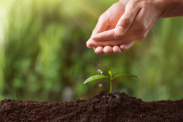 Planting tree. Man watering young seedling outdoors, closeup. Space for text