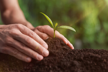 Man planting young tree in soil outdoors, closeup