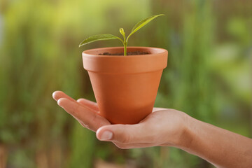 Man holding pot with young seedling outdoors, closeup. Planting tree
