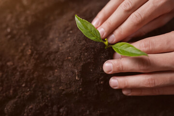 Man planting young tree in soil, above view