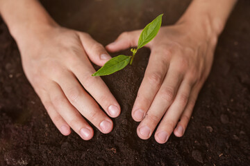 Man planting young tree in soil, above view