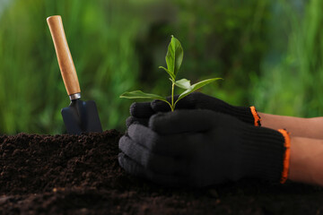 Man planting young tree in soil outdoors, closeup