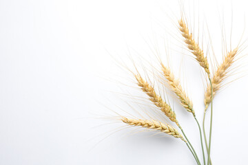 Wheat spikes on white background, flat lay. Space for text