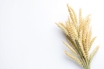 Wheat spikes on white background, top view. Space for text
