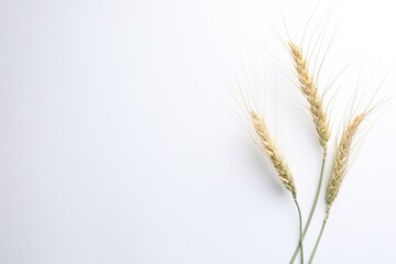 Wheat spikes on white background, flat lay. Space for text
