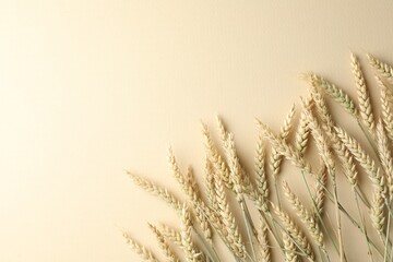 Many wheat spikes on beige background, flat lay. Space for text