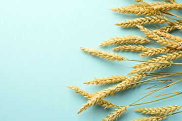 Many wheat spikes on turquoise background, flat lay. Space for text