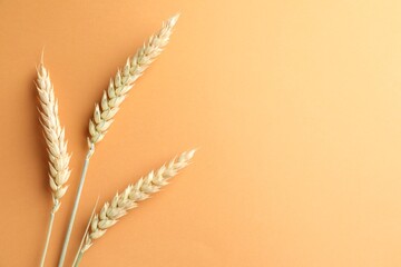 Wheat spikes on golden background, flat lay. Space for text