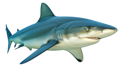 Isolated Silvertip Shark