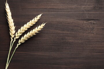 Wheat spikes on wooden table, flat lay. Space for text