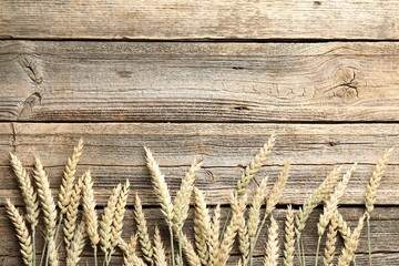 Many wheat spikes on wooden table, flat lay. Space for text