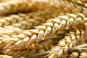 Many wheat spikes as background, closeup view
