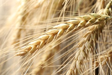 Many wheat spikes as background, closeup view