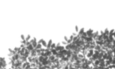 Natural leaf shadow effects isolated on transparent background. Blurred tree branch shadow. Plant...