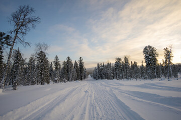 Obraz premium Snow-covered road winding through a tranquil forest, surrounded by tall evergreen trees, under a soft pastel sky at dawn, evoking a serene winter landscape