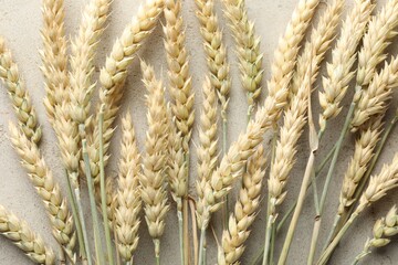 Many wheat spikes on light grey table, flat lay