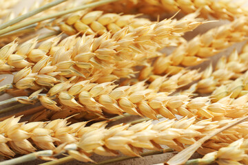 Many wheat spikes on table, closeup view