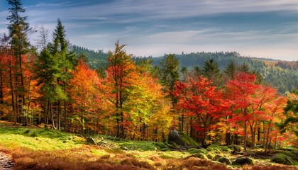 Fototapeta premium colorful trees with red and green leaves in the sudeten mountains poland